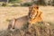 Male lion lies on mound with catchlight