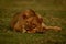 Male lion lies on riverbank eyeing camera