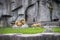 Male Lion, Lioness, Cub Wildlife, Modern Zoo Cage