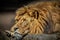 Male lion lounging on tree bark