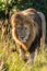 Male lion lurking through the grass