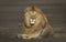 Male lion lying down with head up looking straight at camera with beautiful mane in Ngorongoro Crater Tanzania