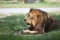 Male lion on lying on green grass field