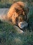 Male lion lying on green grass scratching nose with front paw in South Africa