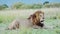 Male lion in Maasai Mara National Reserve in Kenya, Africa, Beautiful African Wildlife on Safari in