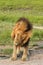 Male lion making a snarling face