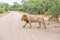 Male lion with a mane crossing a gravel road