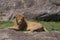 Male lion with many scars