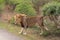 Male lion marking his territory