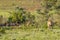 A male lion marking territory on a bush  Panthera Leo, Welgevonden Game Reserve, South Africa.