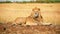 Male lion in Masai Mara