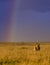 Male Lion in the Masai Mara with rainbow