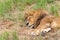 Male lion napping in grass