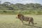 A Male Lion in the Ndutu area, Tanzania