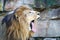 Male Lion with Open Mouth and Tongue Hanging Out