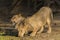 Male Lion (Panthera leo) drinking