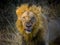 Male lion, panthera leo, eating on giraffe carcass in savannah in South Africa