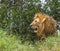 Male Lion-Panthera leo profile in the grasslands of Africa.