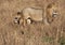 Male lion, Panthera leo, from the Sand River or Elawana Pride walking near cub and his brother, whose head is emerging from the ta