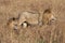 Male lion, Panthera leo, from the Sand River or Elawana Pride walking near cub and his brother, whose head is emerging from the ta