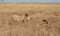 Male lion, Panthera leo, from the Sand River or Elawana Pride walking near his brother, whose head is emerging from the tall grass