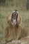 A Male Lion Panthera LeoSimba in swahili Yawning