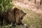 Male Lion Panting