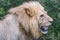 Male lion panting on a hot day