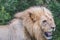 Male lion panting on a hot day