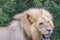 Male lion panting on a hot day