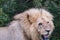 Male lion panting on a hot day