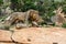 Male lion passing his brother in Nkomazi Game Reserve