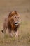 Male lion on the plains of the Masai Mara Game Reserve