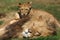 Male Lion playing with cub