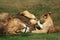 Male Lion playing with cub