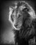 Male Lion Portrait (Artistic processing)