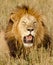 Male Lion portrait, Masai Mara