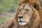 Male Lion portrait in the Masai Mara, Kenya