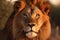 Male lion portrait at sunset