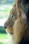 Male lion profile with a fixed gaze on prey in the distance.