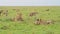 Male lion protecting kill from Hyenas nearby scavenging, hierachy of African Wildlife in Maasai Mara