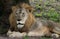 Male Lion Relaxes in Shaded Area