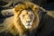 A male Lion relaxing in the sunshine