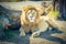 A male Lion relaxing in the sunshine