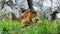 Male lion resting