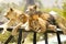 Male Lion resting with his two Lioness mates or wives.