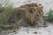 Male Lion Resting at river bank