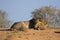 Male lion resting on top of sand dune