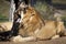 A male Lion resting and yawning in the sunshine