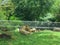 Male Lion rests with cubs as they snuggle and  female lion watches over